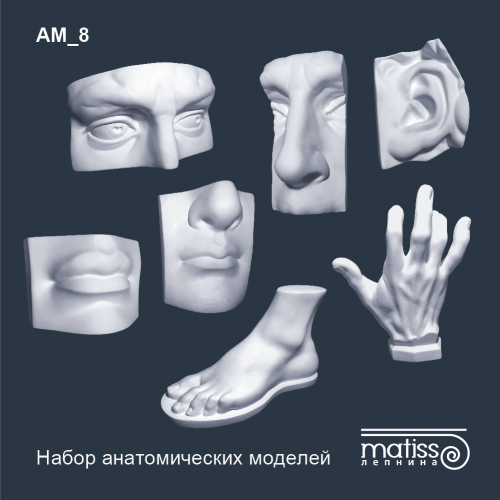 Набір анатомічних моделей